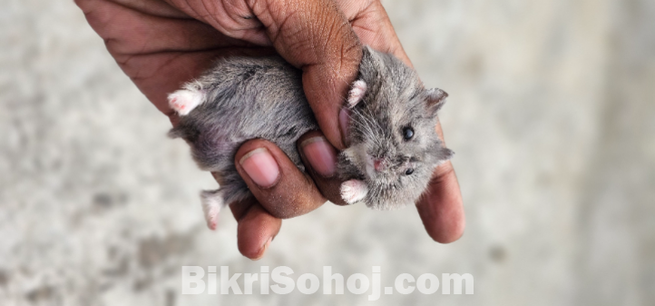 Russian Dwarf Hamster